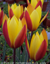 Tulipa clusiana 'Tubergens Gem' 