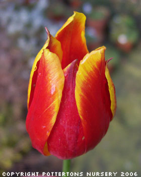 Tulipa schrenkii 