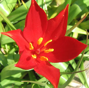 Tulipa sprengeri