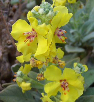 Verbascum dumulosum