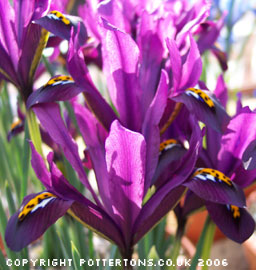 Iris reticulata 'J.S. Dijt' 