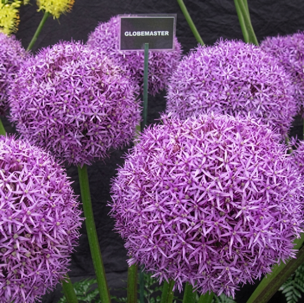 Allium Globemaster 