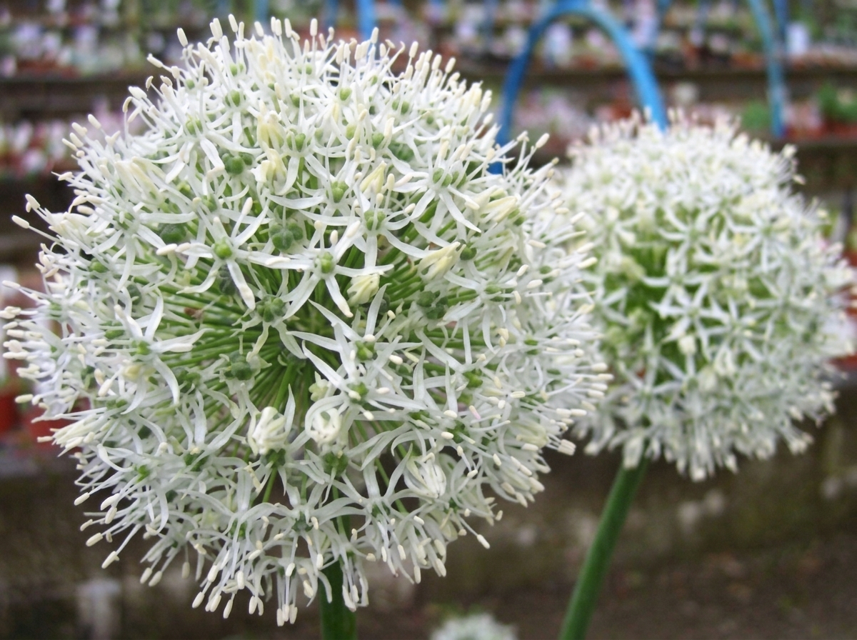 Allium Mount Everest 