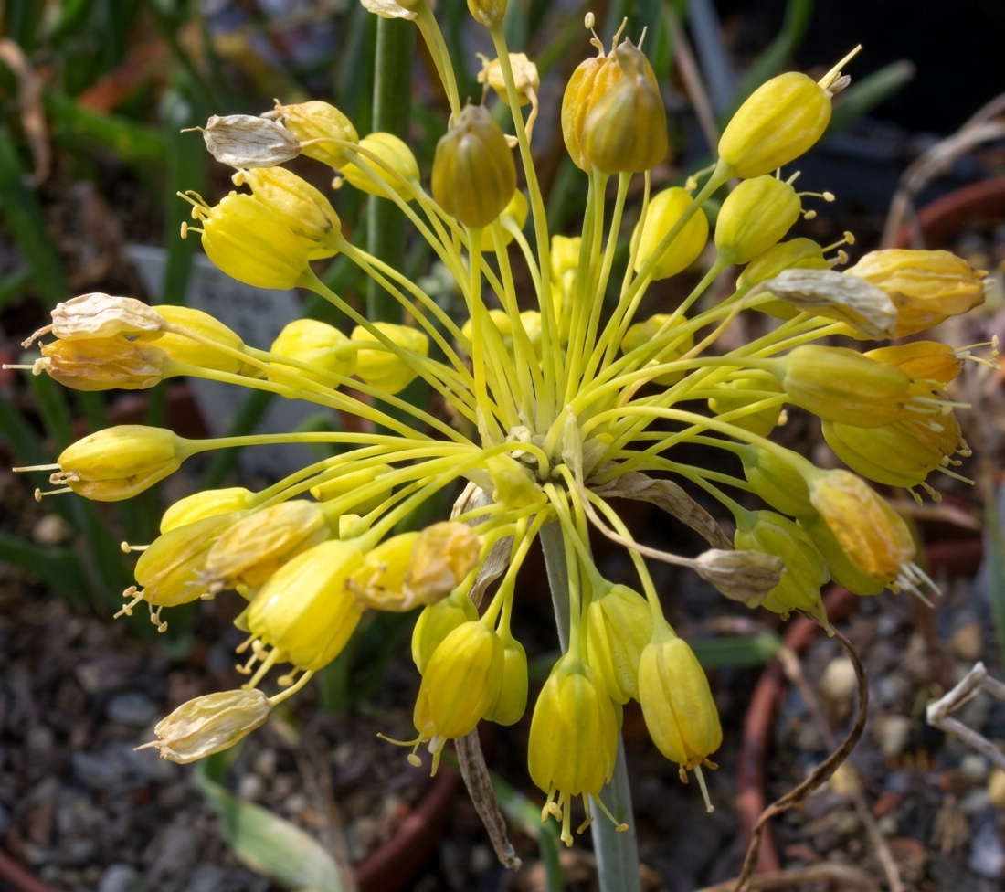 Allium flavum