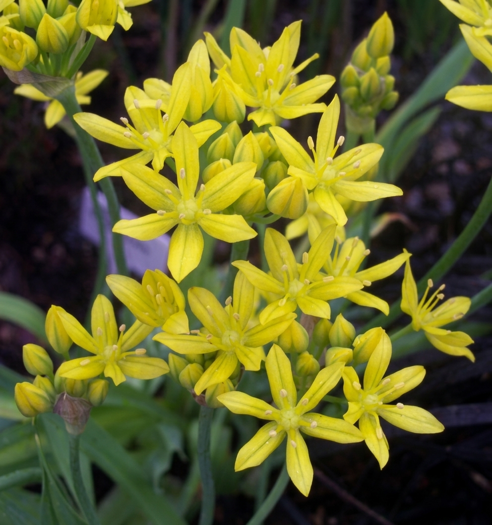 Allium moly 'Jeannine'