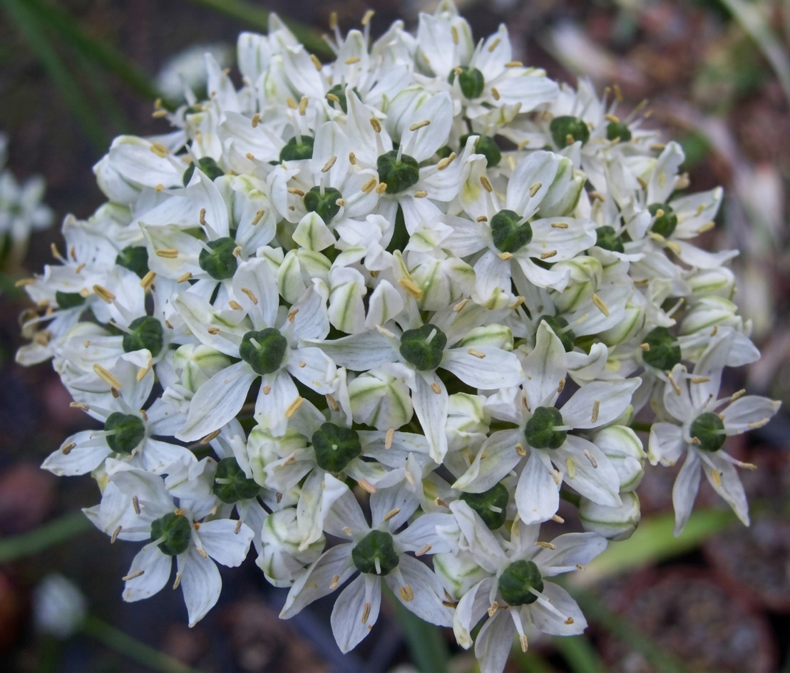 Allium nigrum 