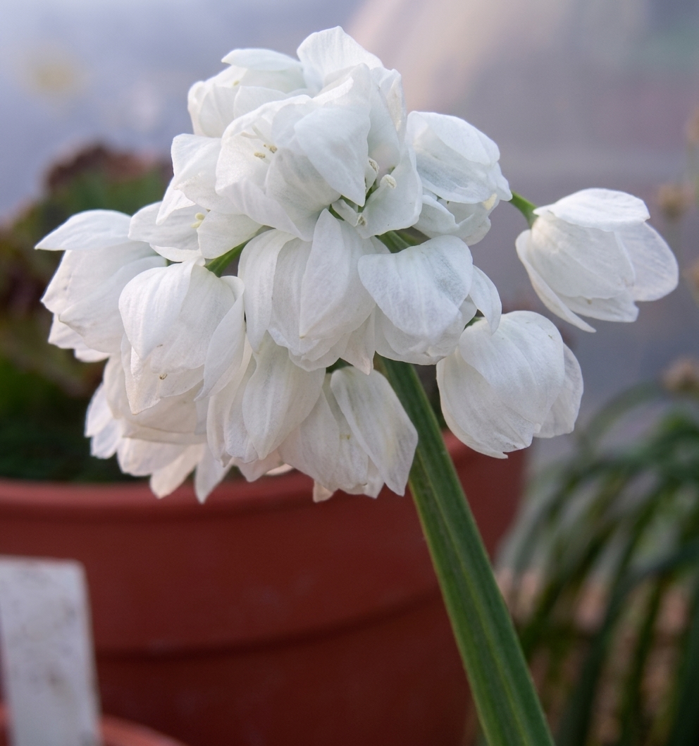 Allium paradoxum var. normale 