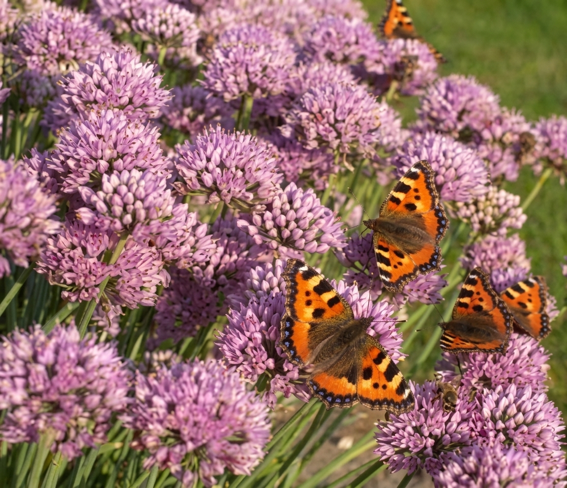 Allium senescens 