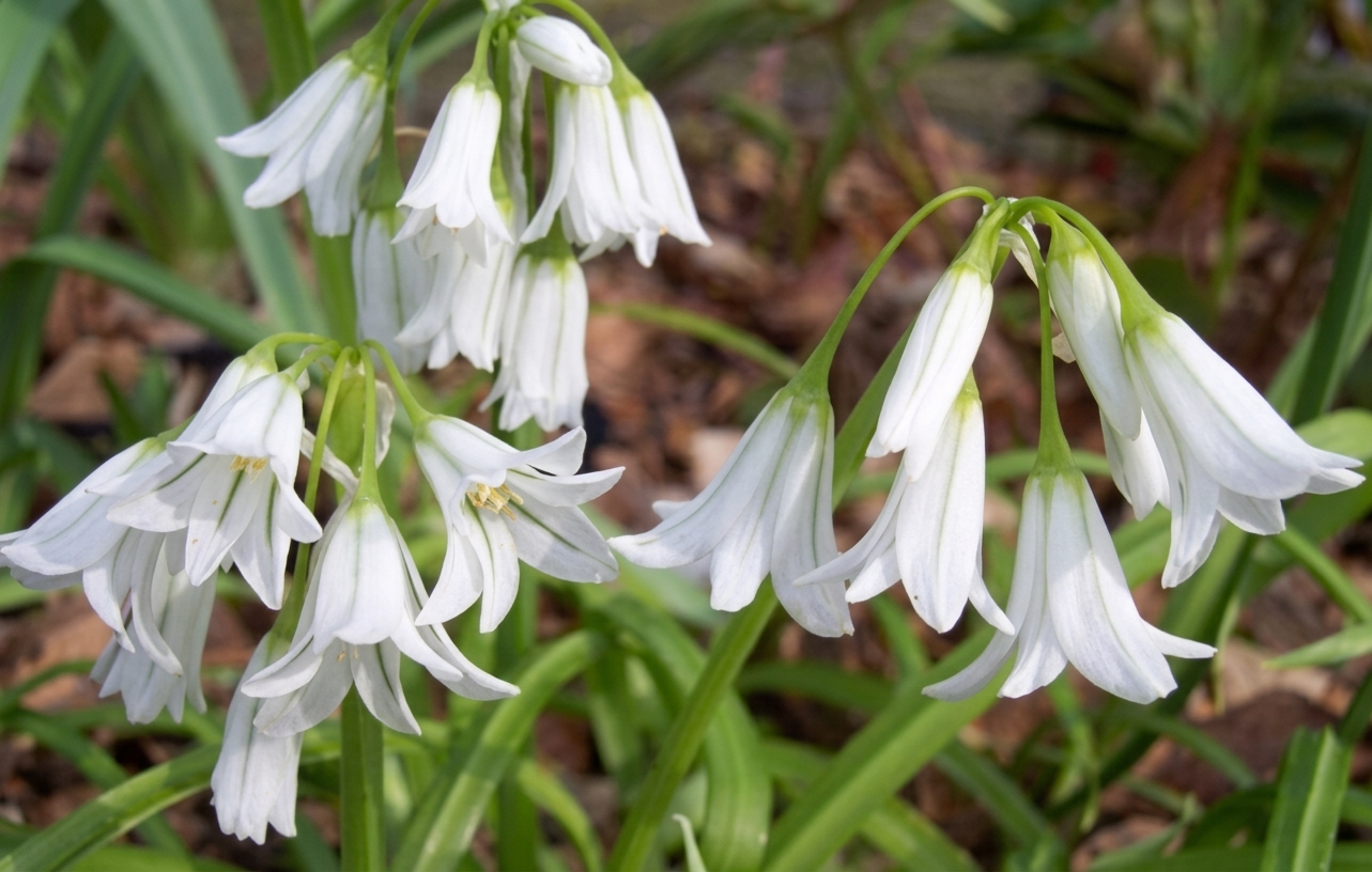 Allium triquetrum