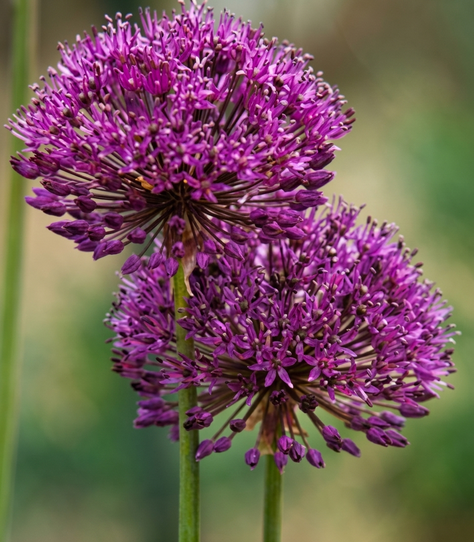 100  Allium selection