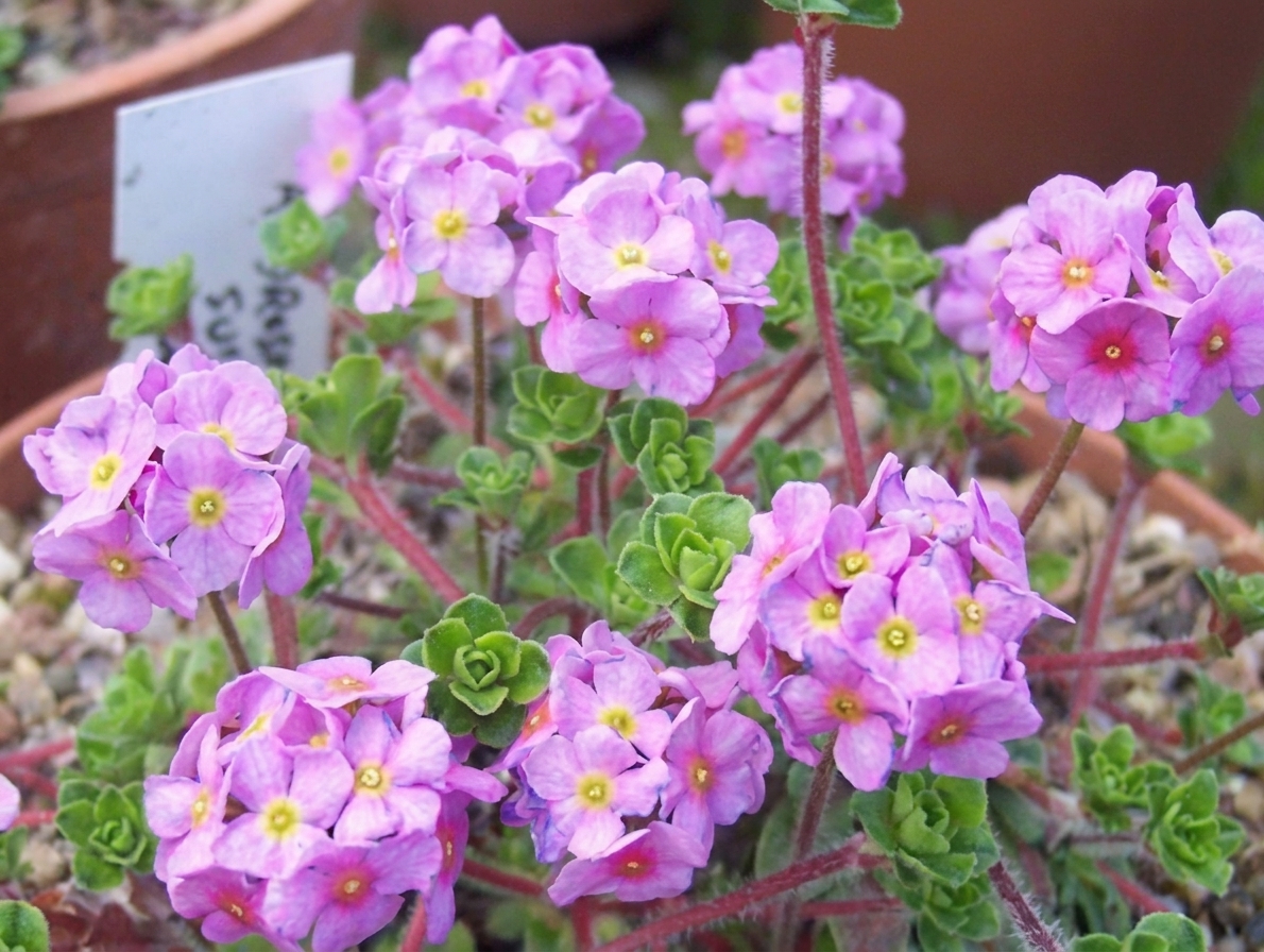 Androsace sempervivoides 'Susan Joan' 