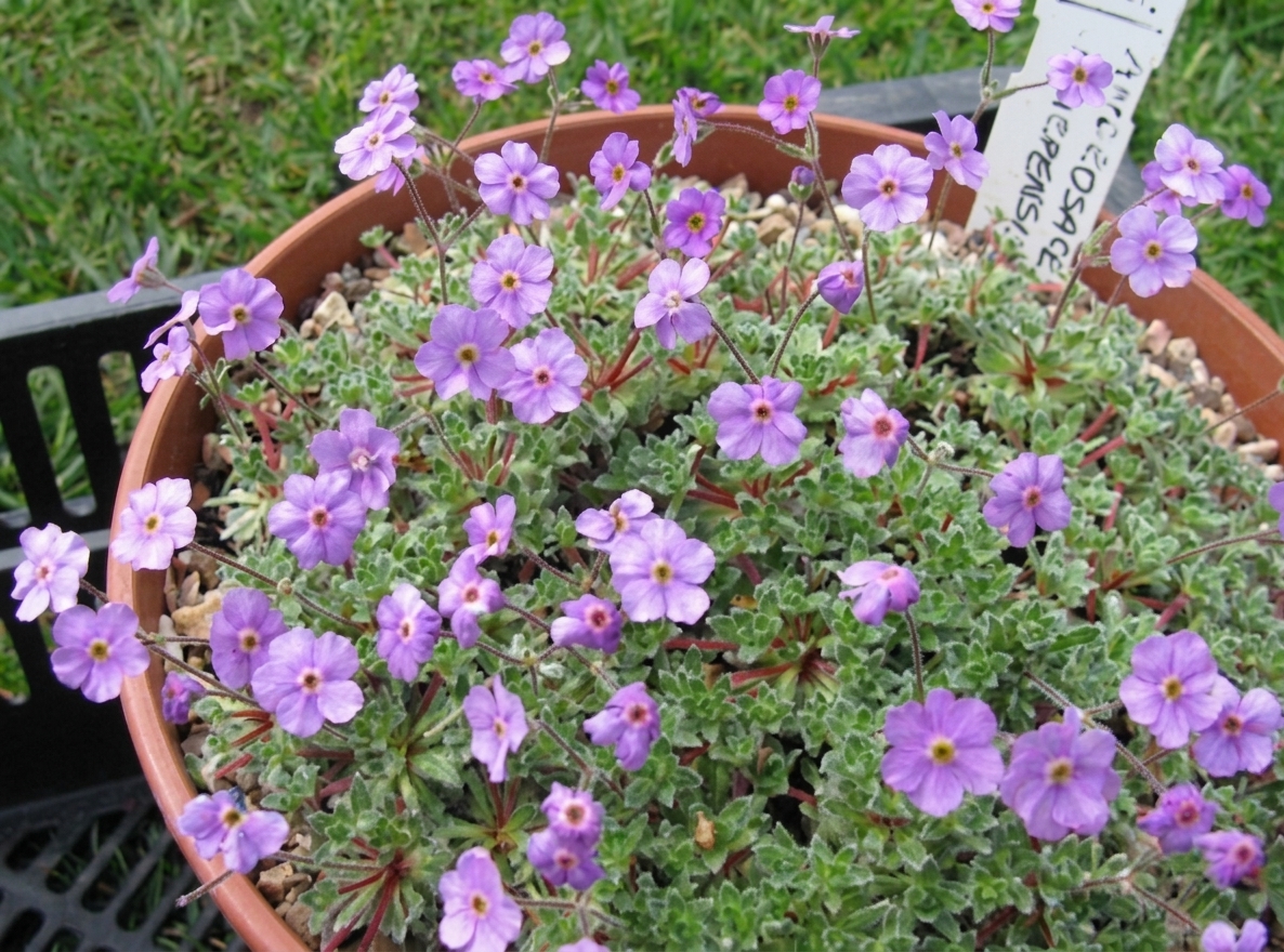 Androsace x marpensis 