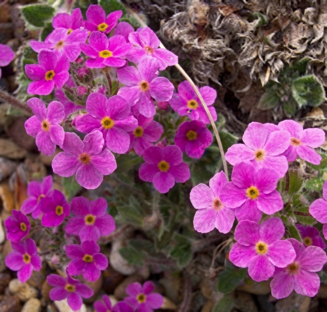 Androsace studiosorum 
