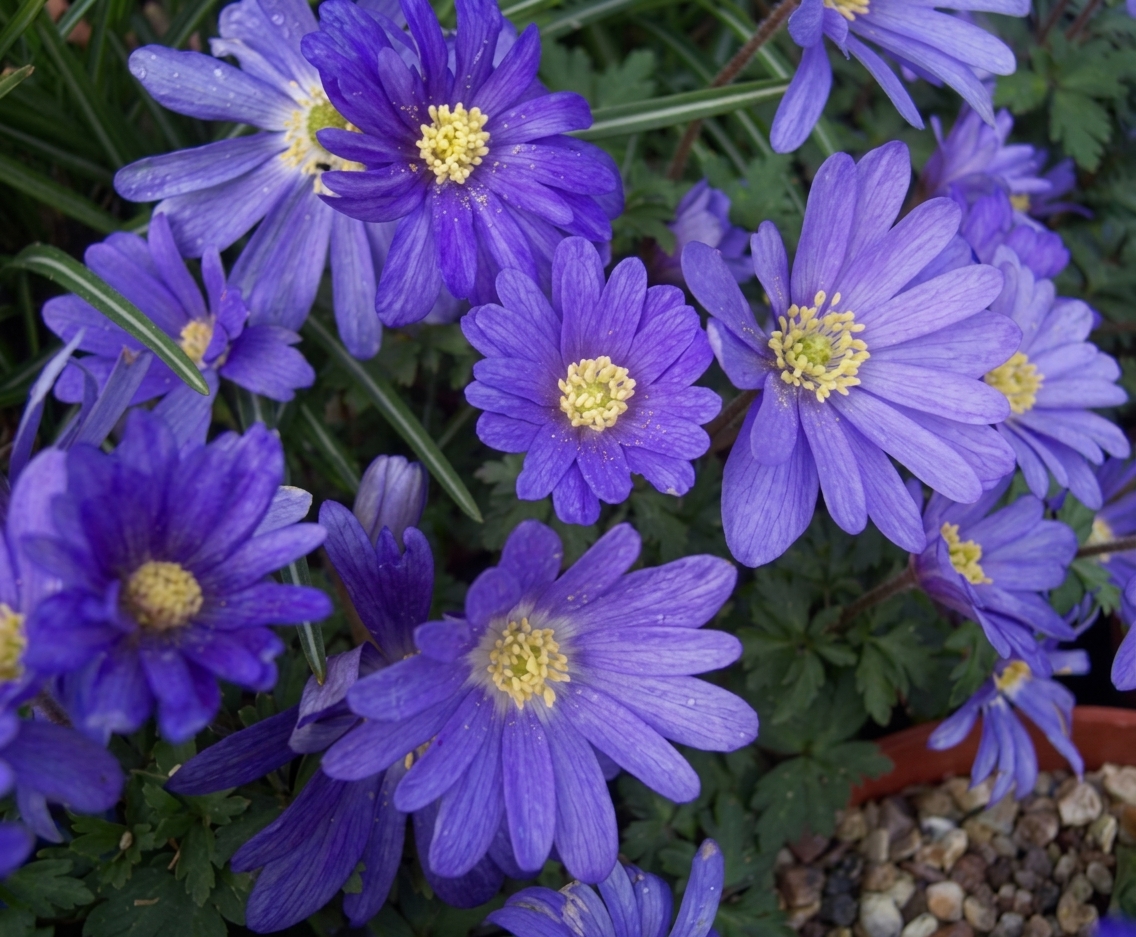 Anemone blanda 'Blue Shades'
