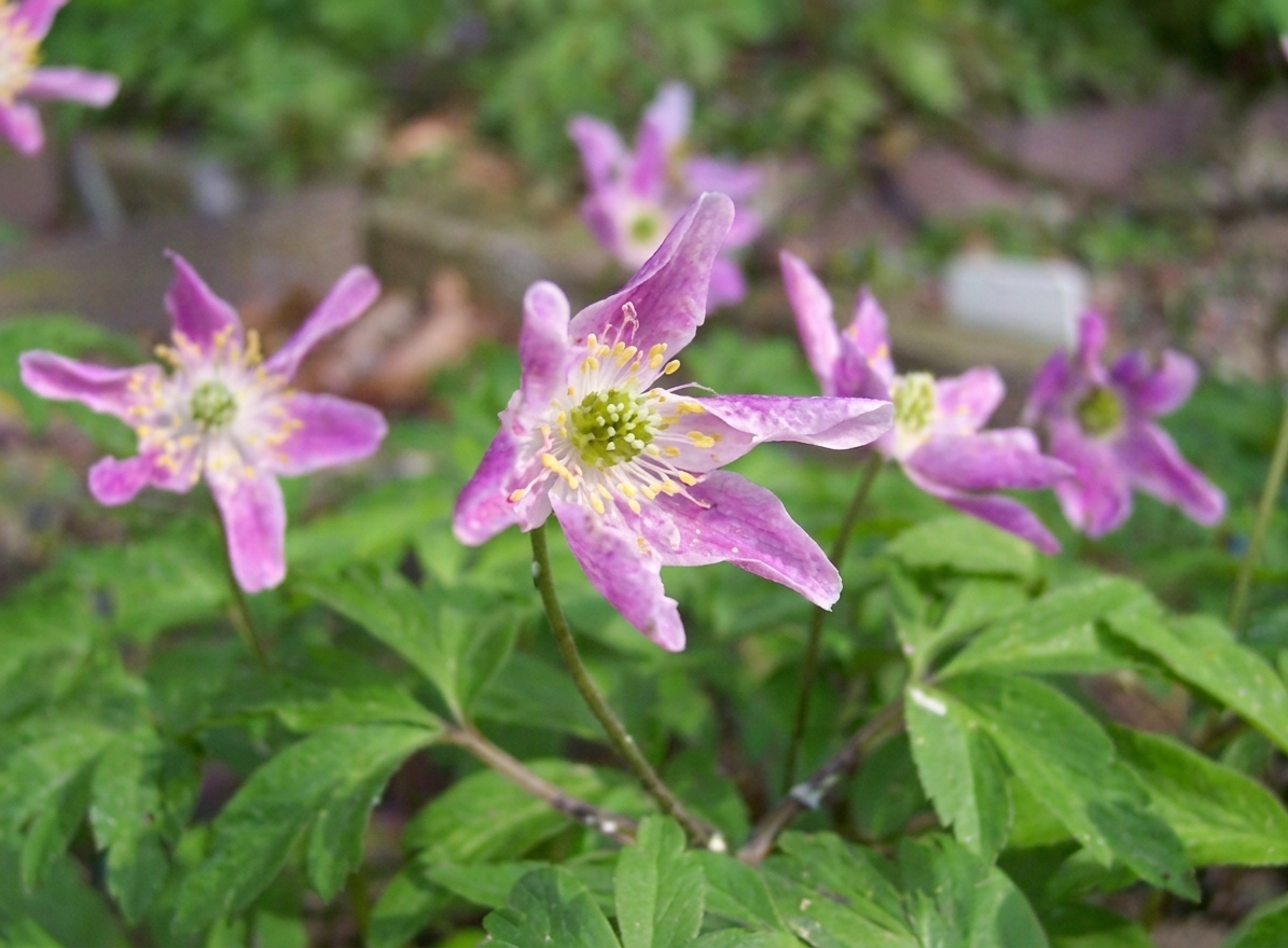 Anemone nemorosa 'Pentre Pink' 