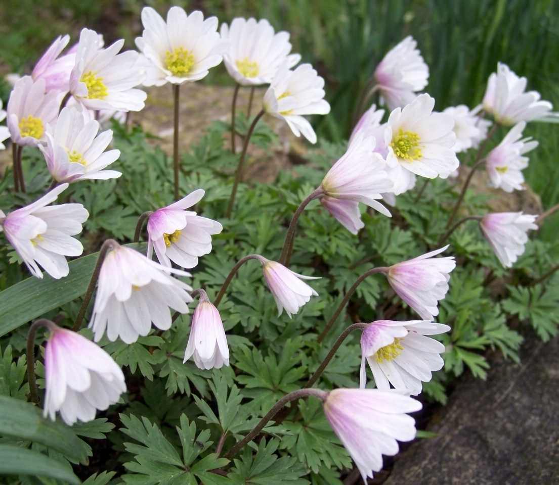 100 Spring Flowering Bulbs selection