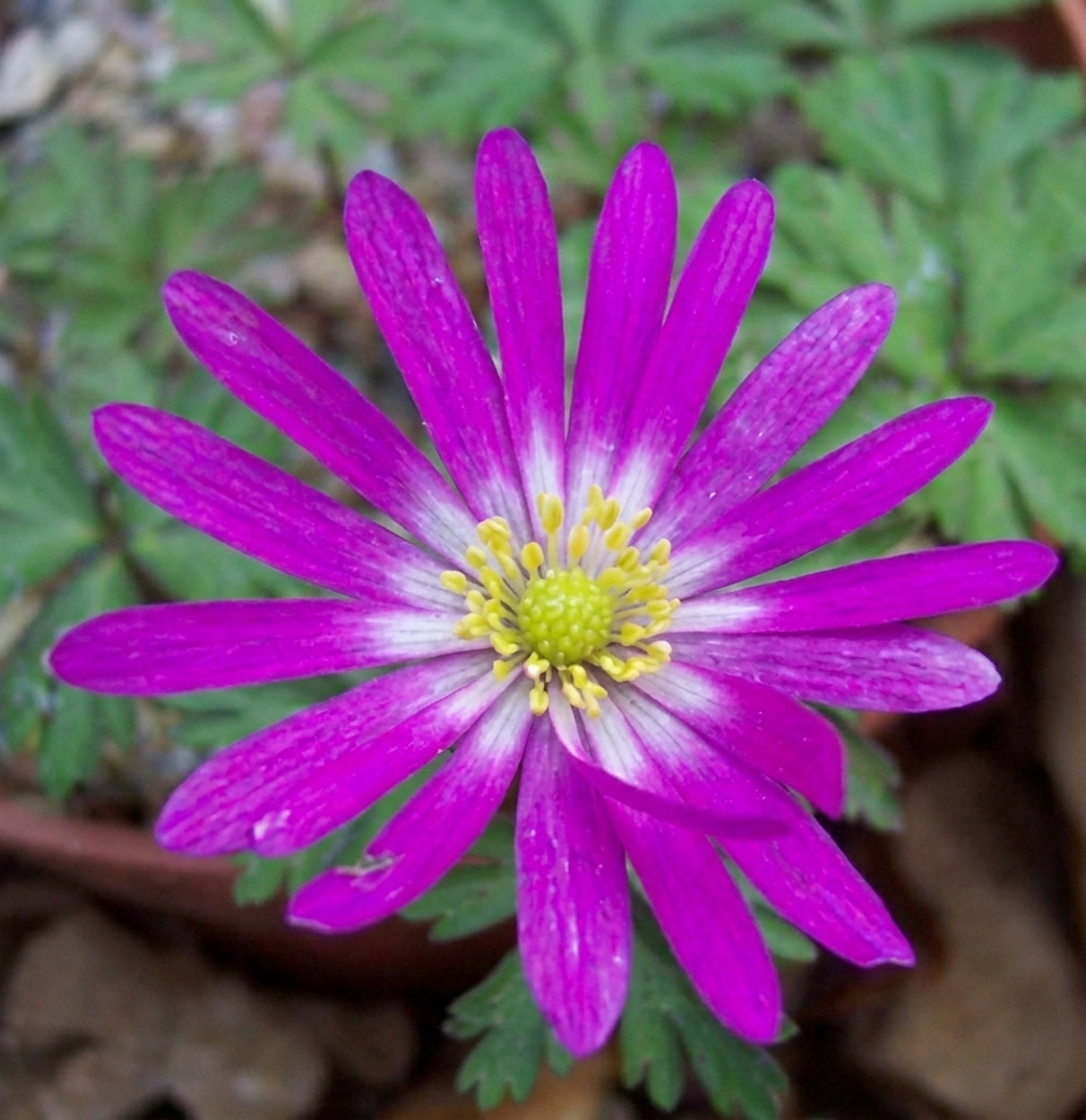 Anemone blanda 'Radar' 