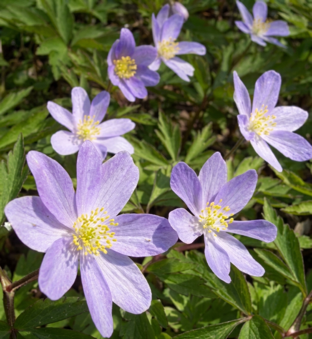 Anemone nemorosa 'Lismore Blue'