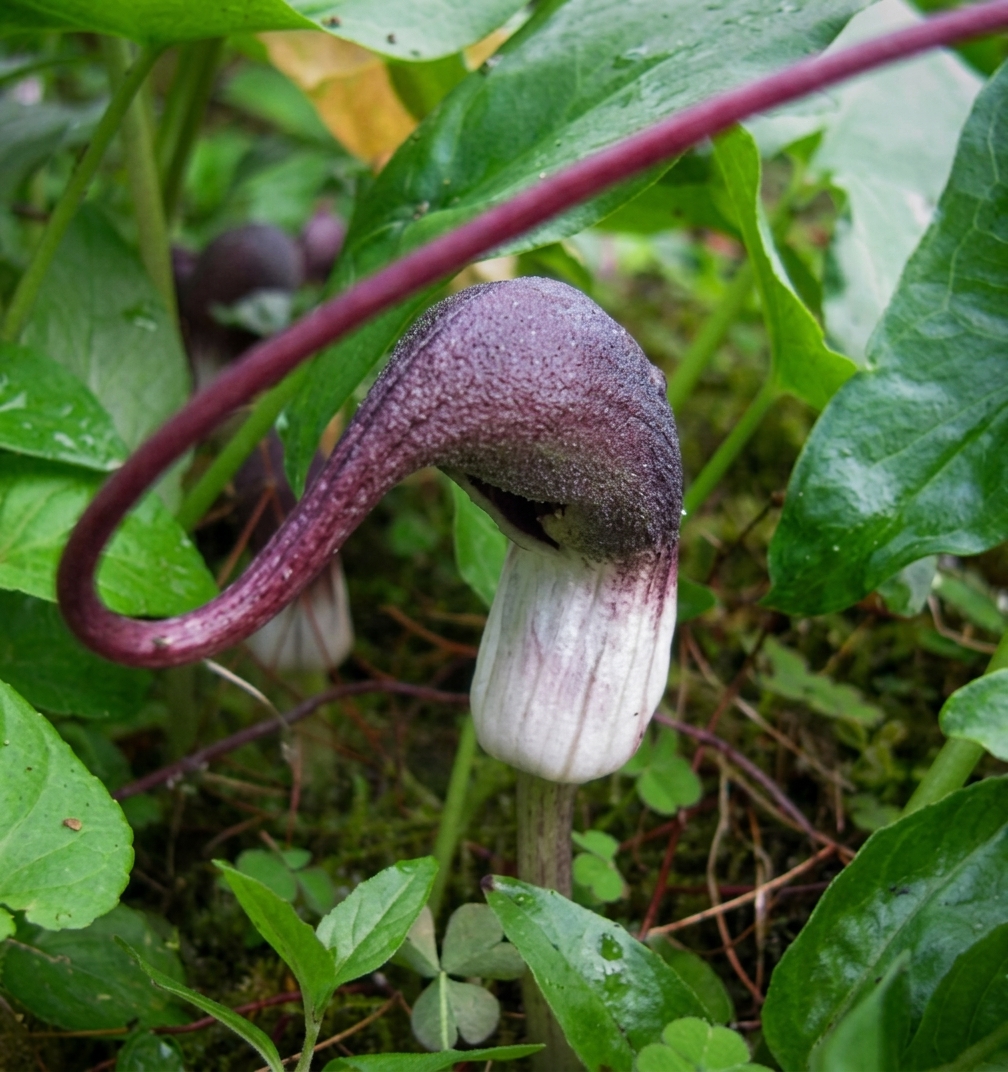 Arisarum proboscideum