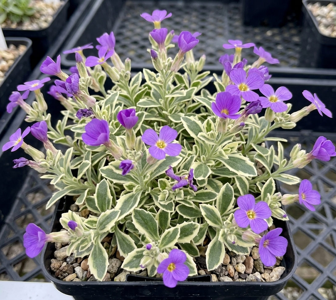 Aubrieta deltoidea Nana Variegata