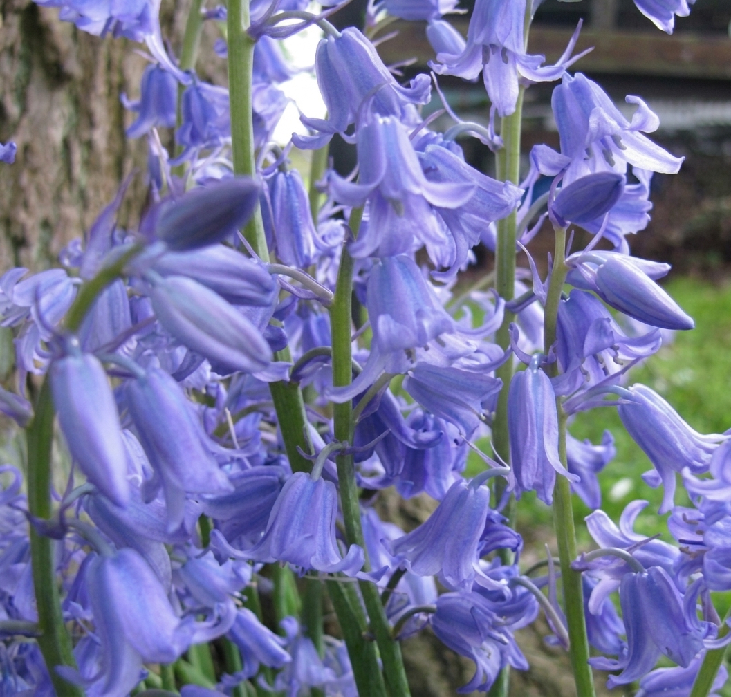 Hyacinthoides non-scripta 