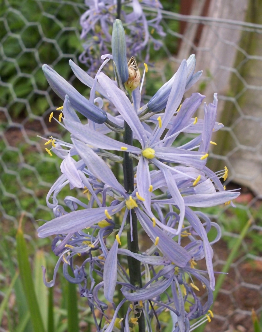 Camassia cusickii 