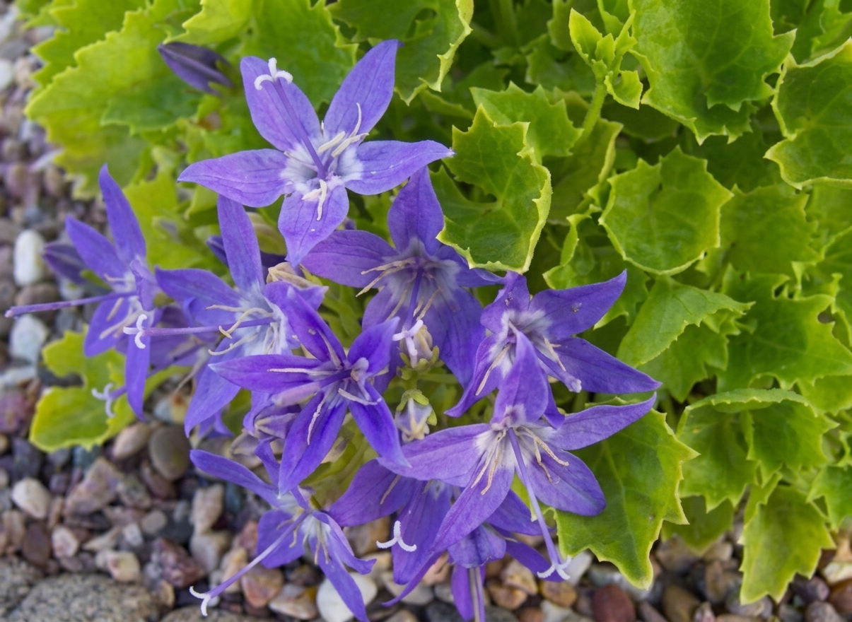 Campanula garganica 'Dickson's Gold' 