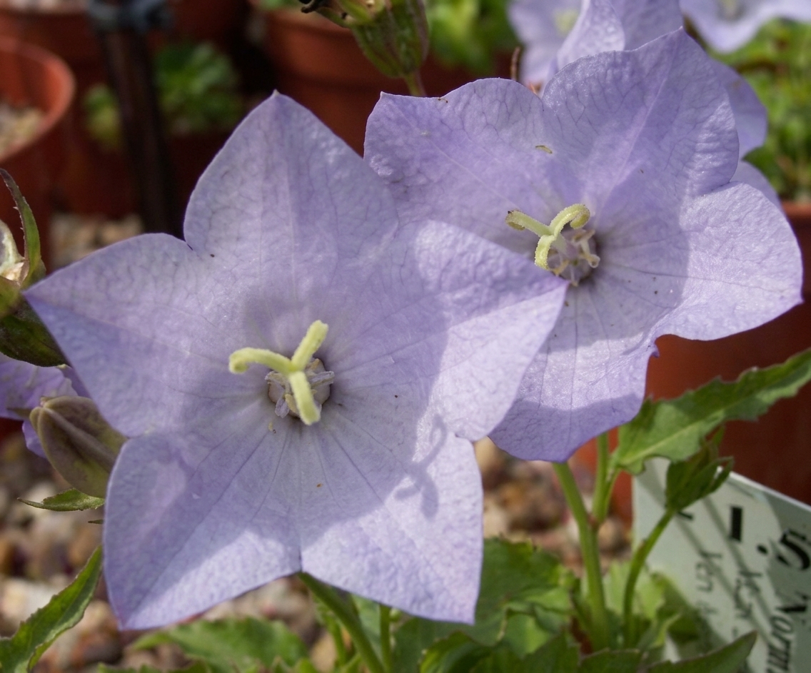 Campanula 'Norman Grove'