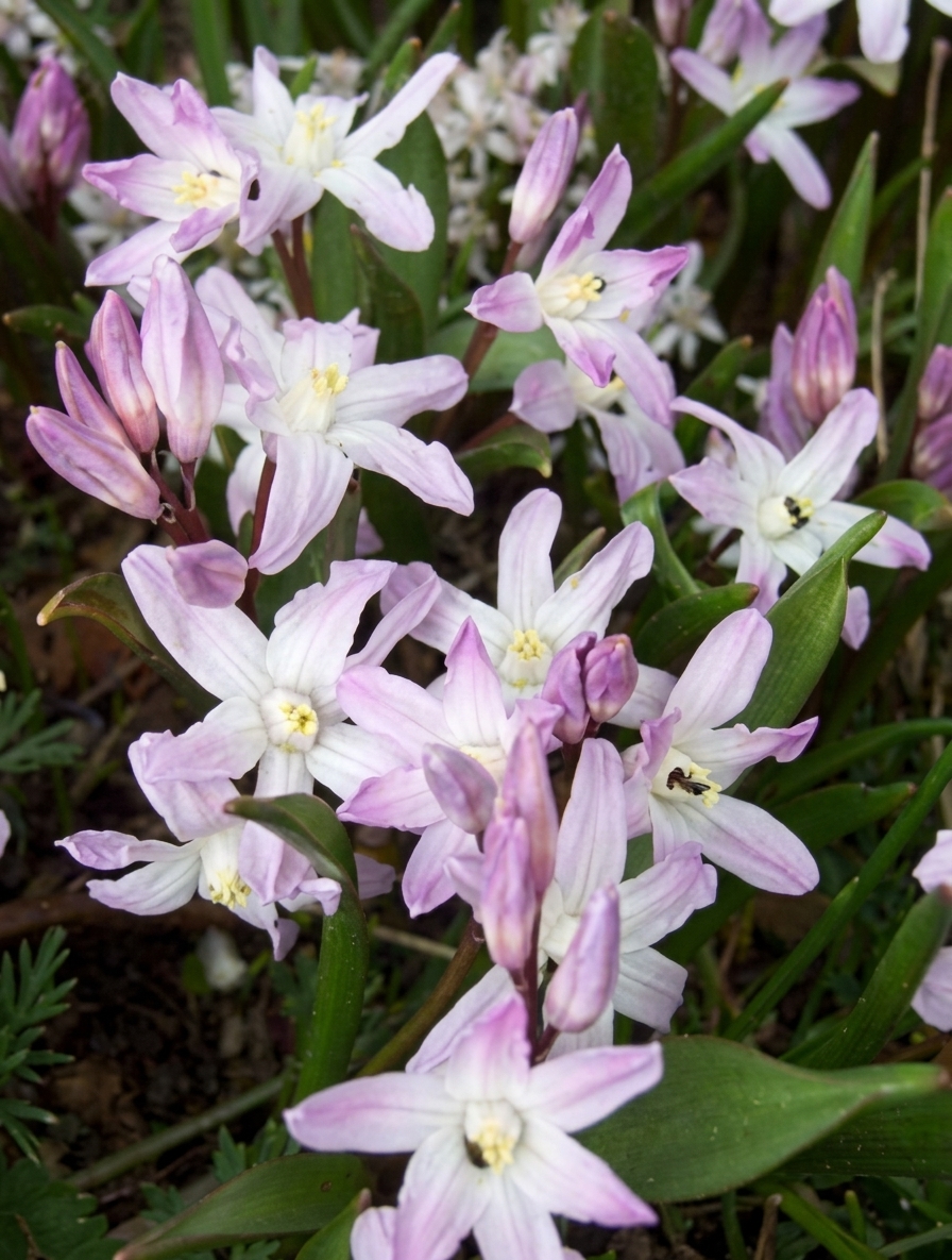 Chionodoxa forbesii 'Pink Giant' 