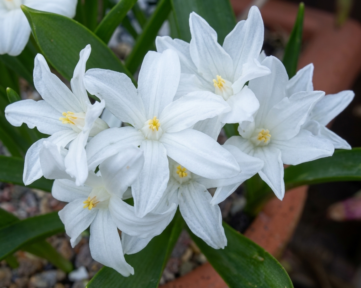Chionodoxa luciliae gigantea alba 