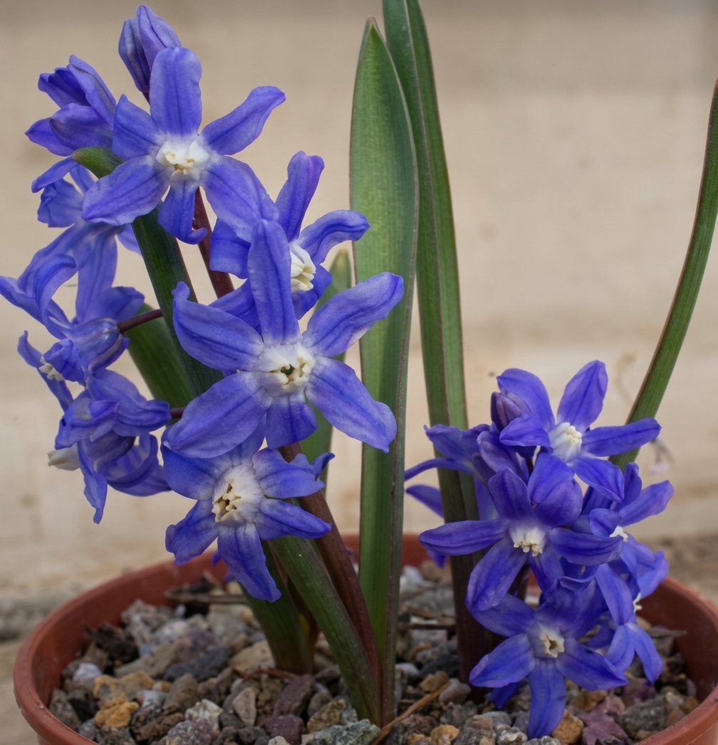 Chionodoxa sardensis 