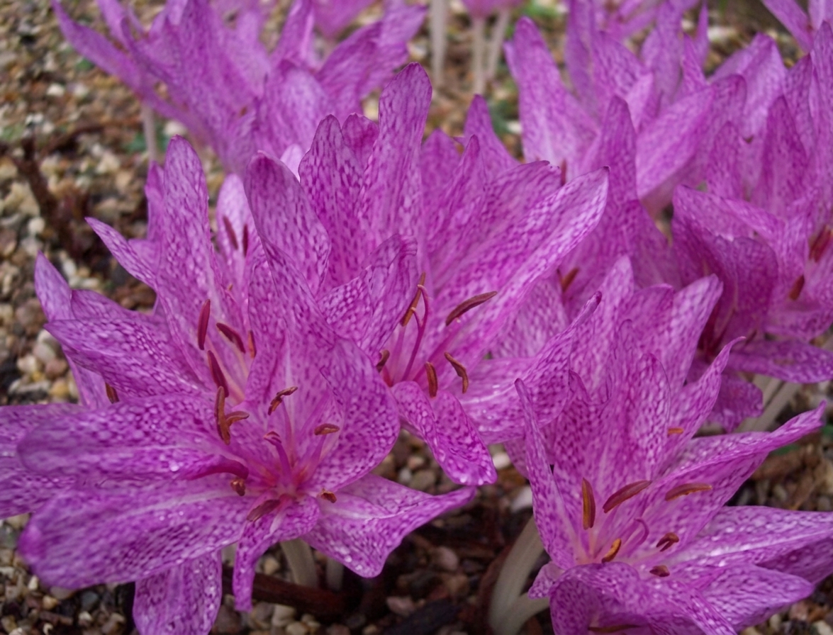 Colchicum agrippinum 