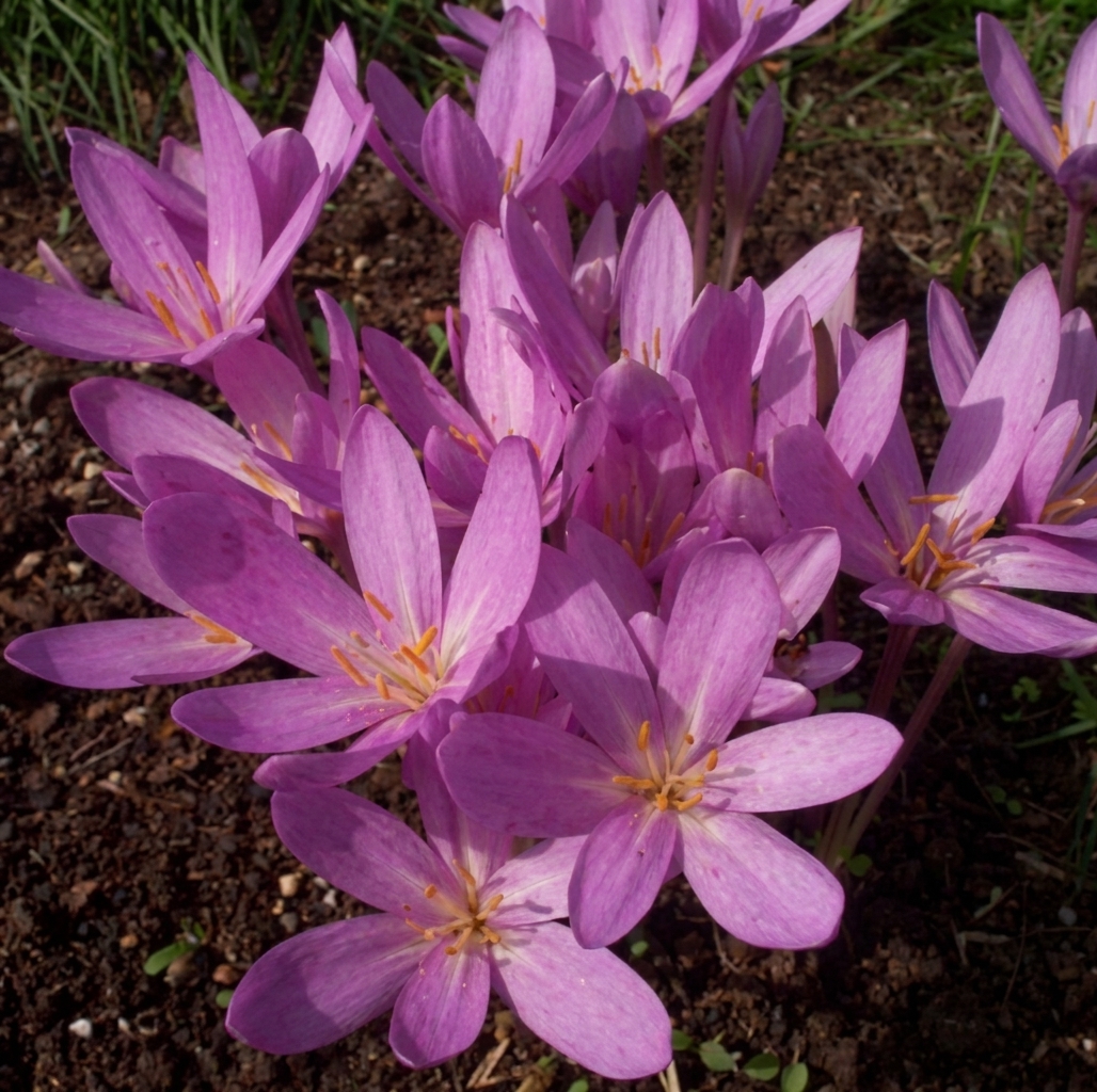 Colchicum autumnale 'Nancy Lindsay' 