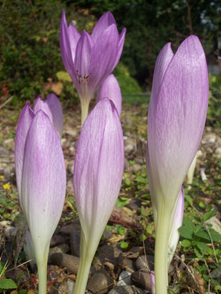 Colchicum The Giant