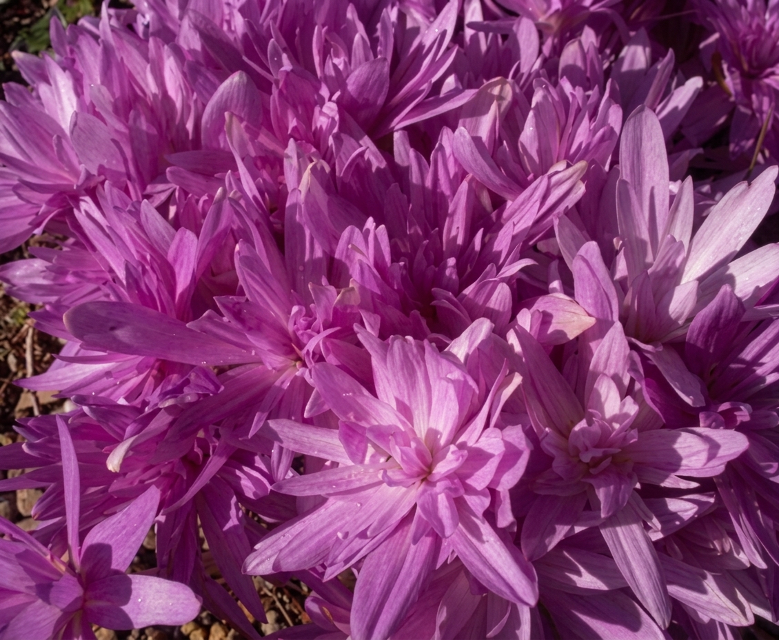 Colchicum Waterlily