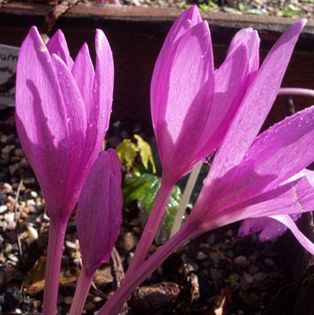 Colchicum autumnale 