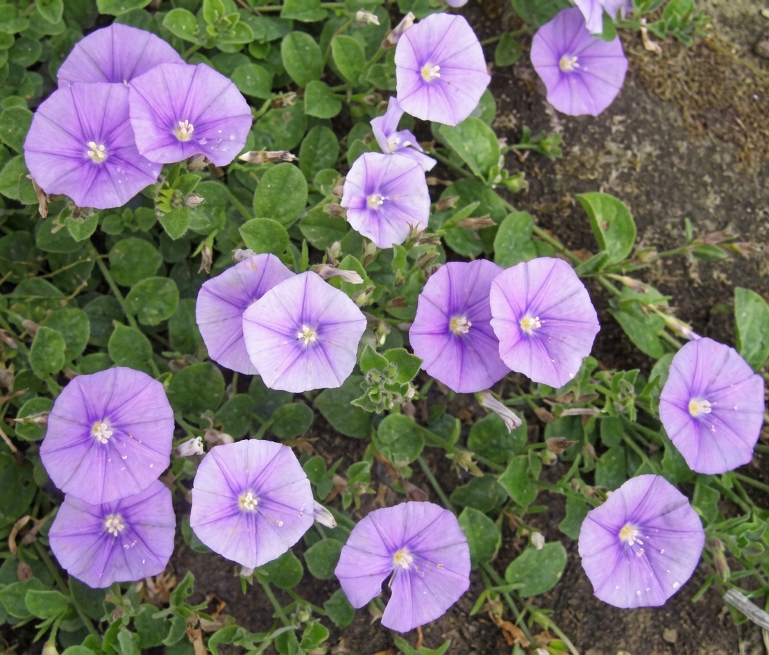 Convolvulus sabatius 