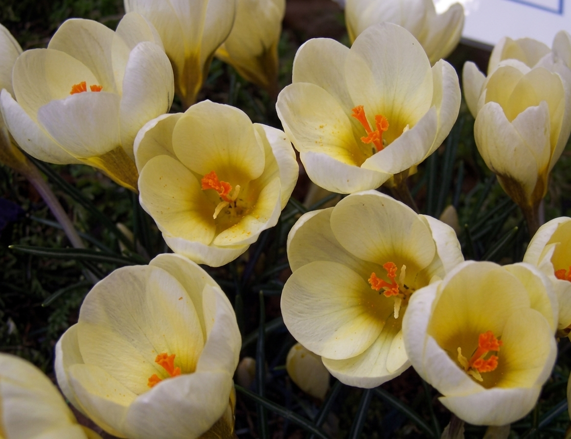 Crocus chrysanthus 'Cream Beauty' 