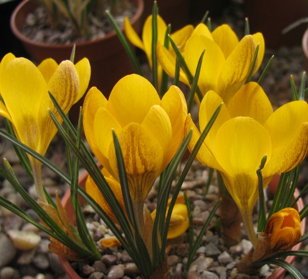 Crocus chrysanthus 'Dorothy' 
