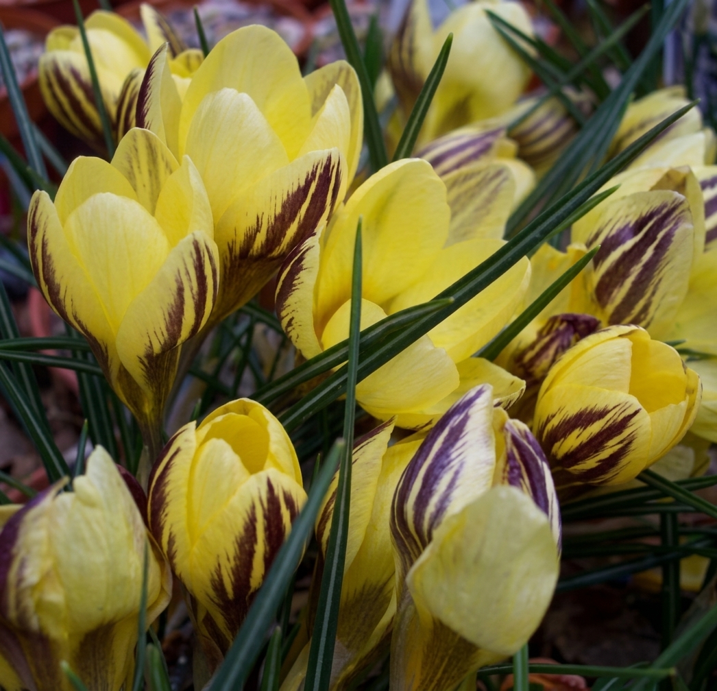 Crocus chrysanthus 'Gipsy Girl' 
