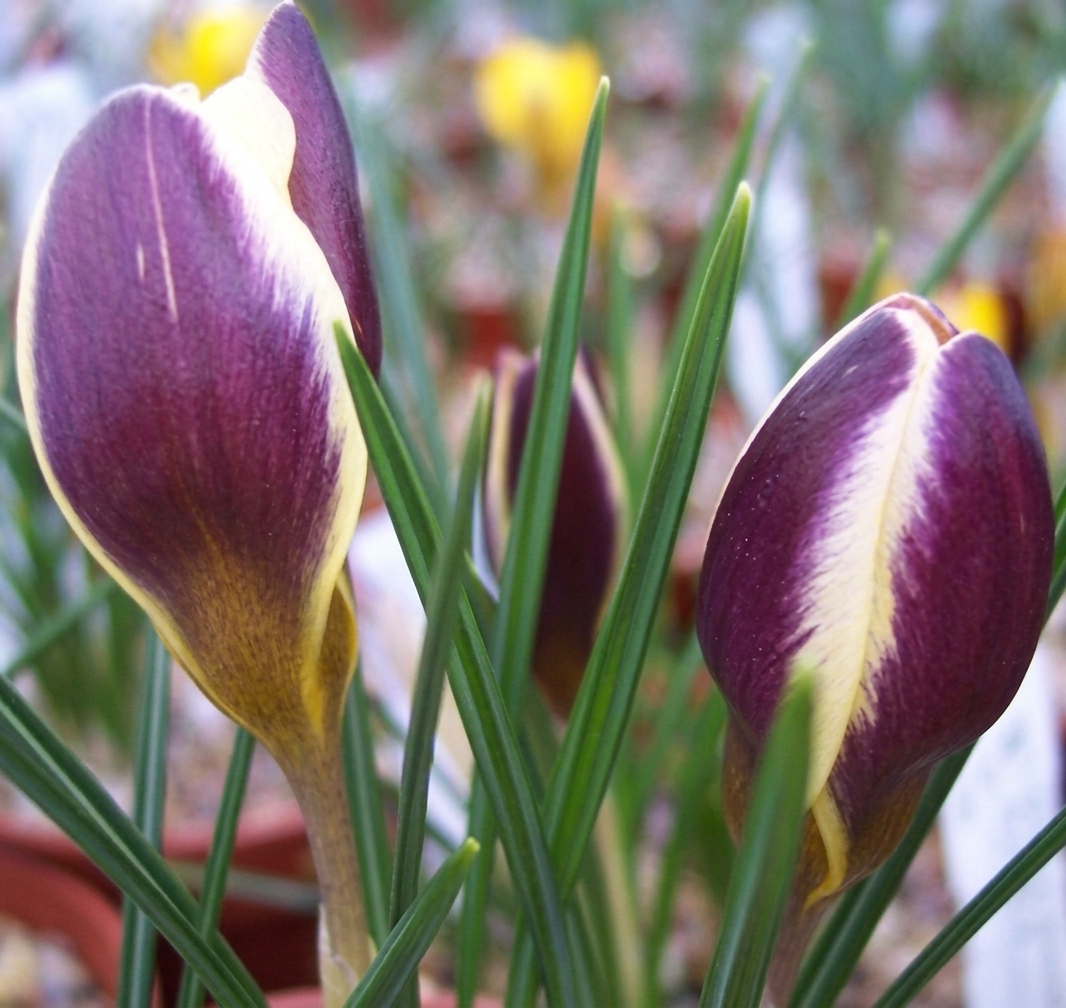 Crocus chrysanthus 'Herald'