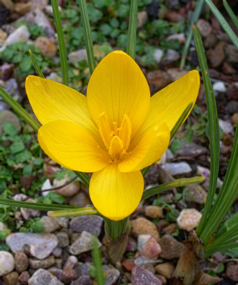 Crocus korolkowii 'Kiss of Spring' 