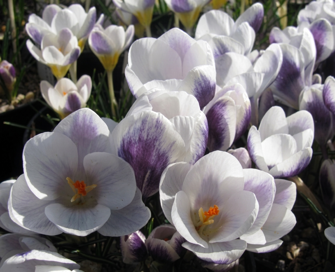 Crocus chrysanthus 'Prins Claus' 