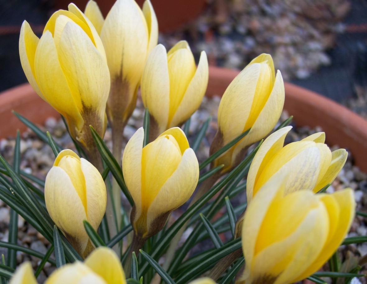 Crocus chrysanthus 'Romance' 