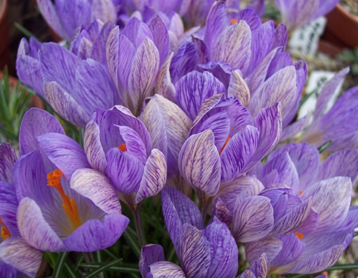 Crocus etruscus 'Zwanenburg' 
