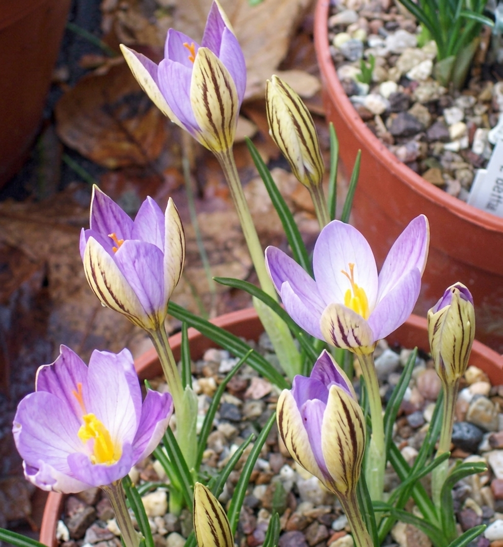 Crocus imperati 'De Jager'