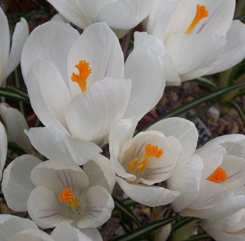 Crocus 'Jeanne d'Arc' 