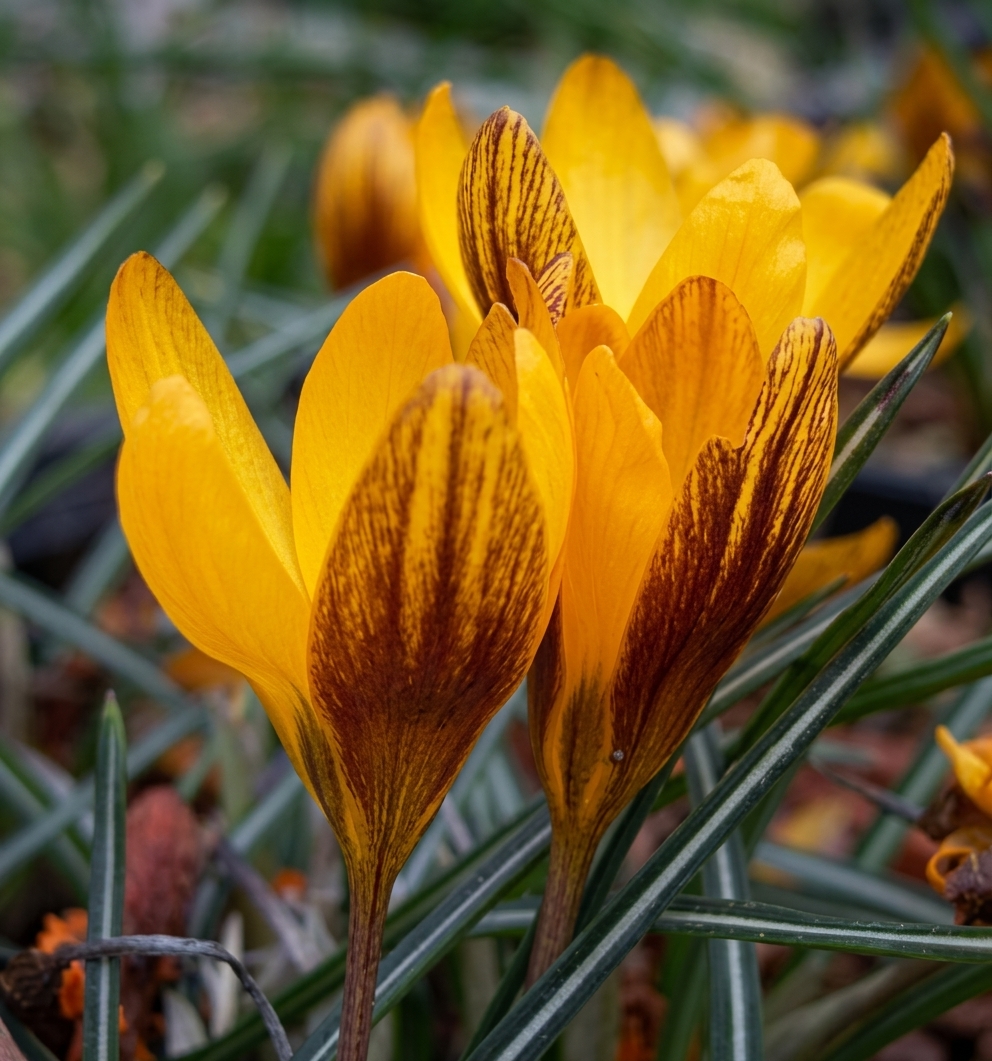 Crocus olivieri ssp. balansae  