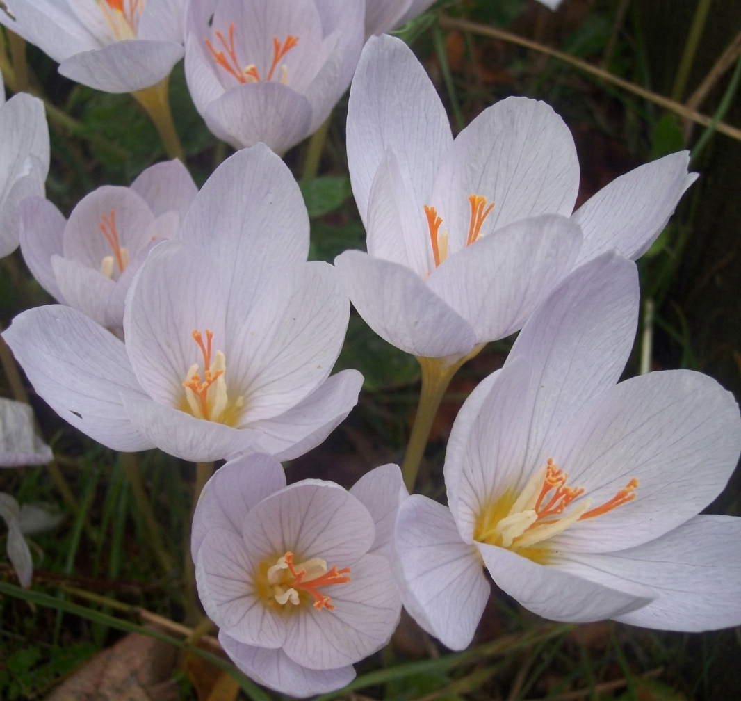 Crocus pulchellus 'Zephyr' (AUT) 