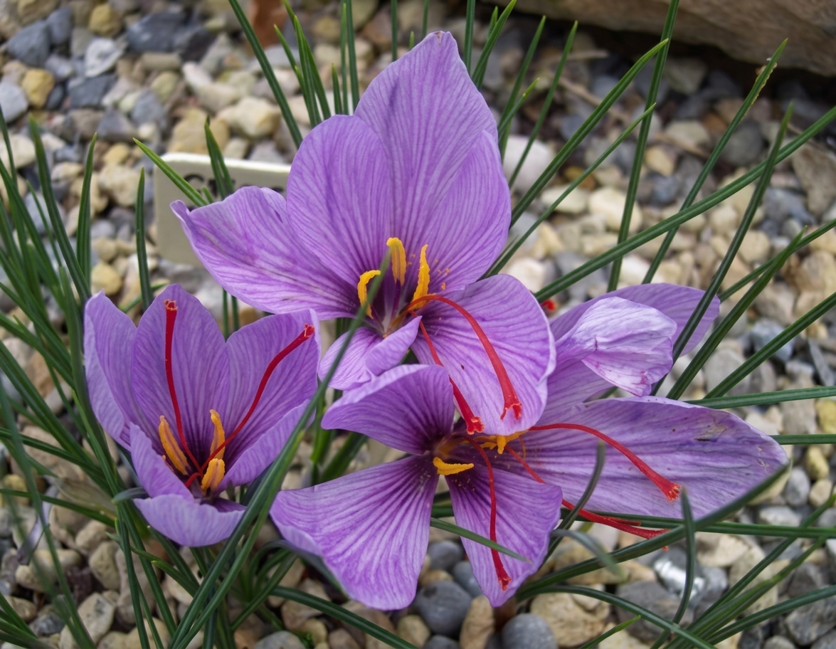 Crocus sativus (AUT) 